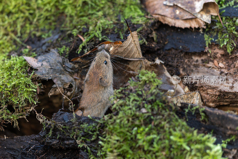 可爱的银行田鼠（Myodes glareolus）